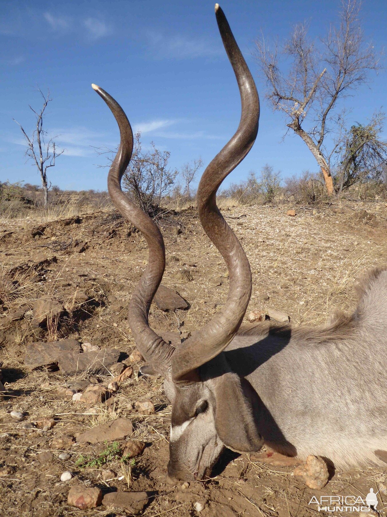 Hunting Kudu Namibia