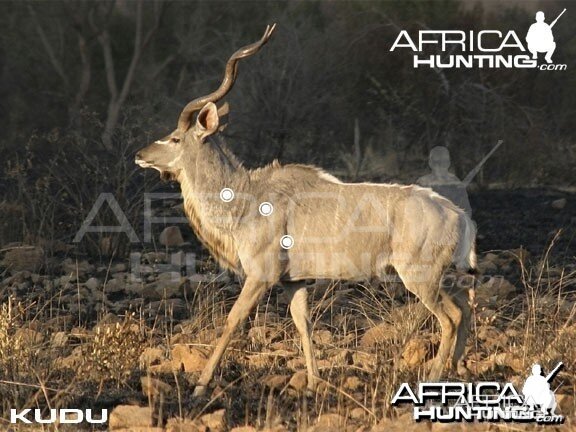 Hunting Kudu Shot Placement