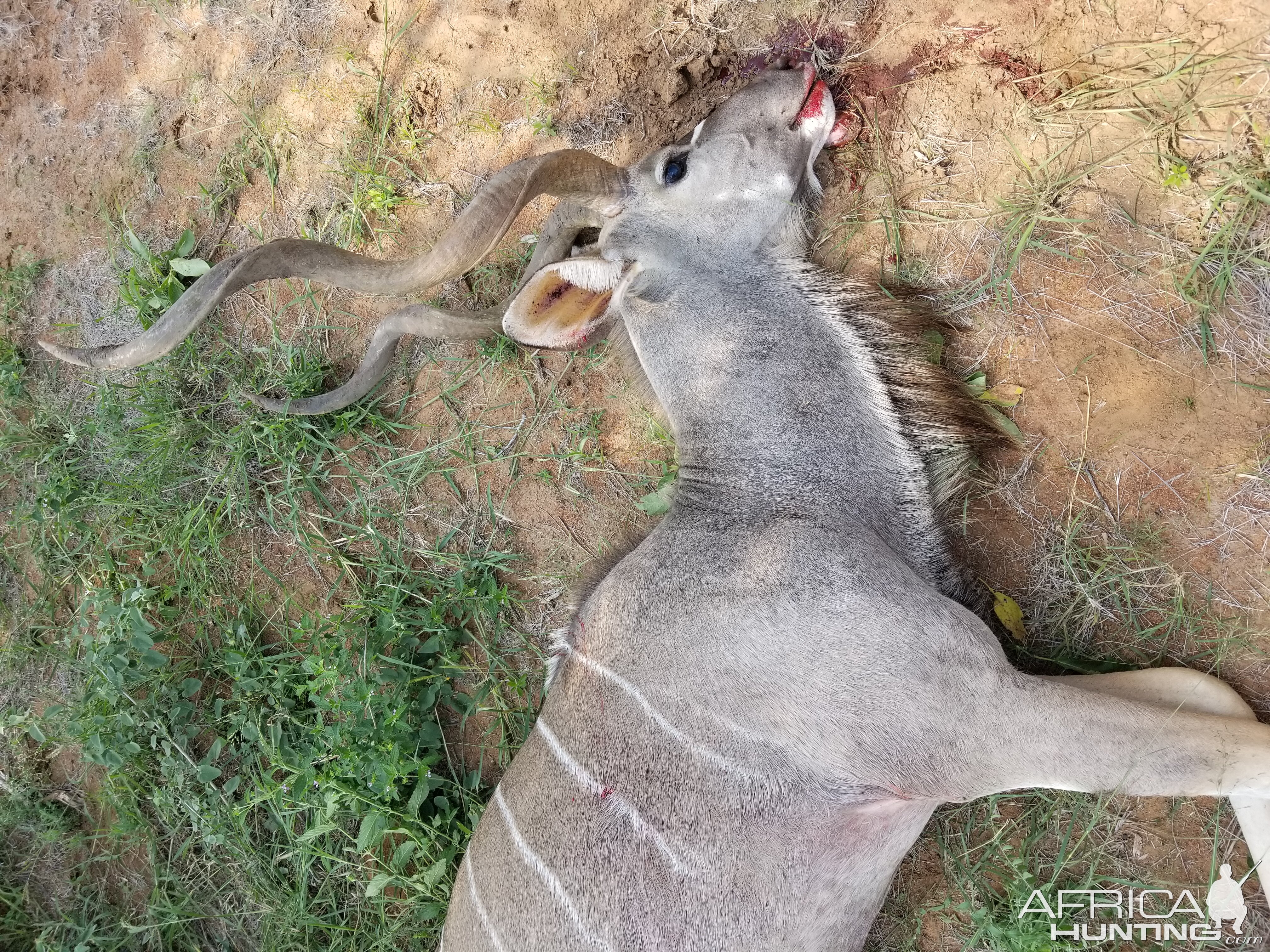 Hunting Kudu South Africa