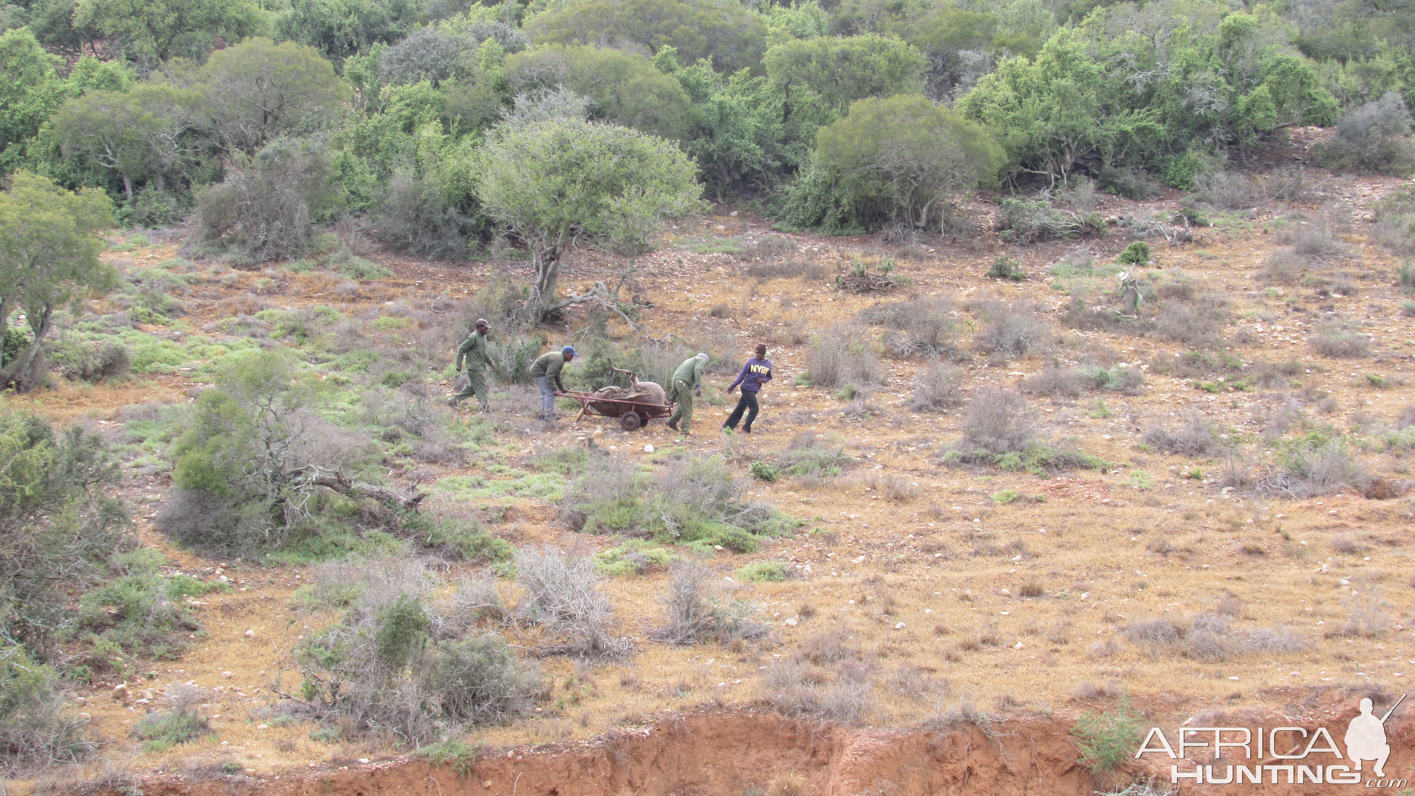 Hunting Kudu South Africa