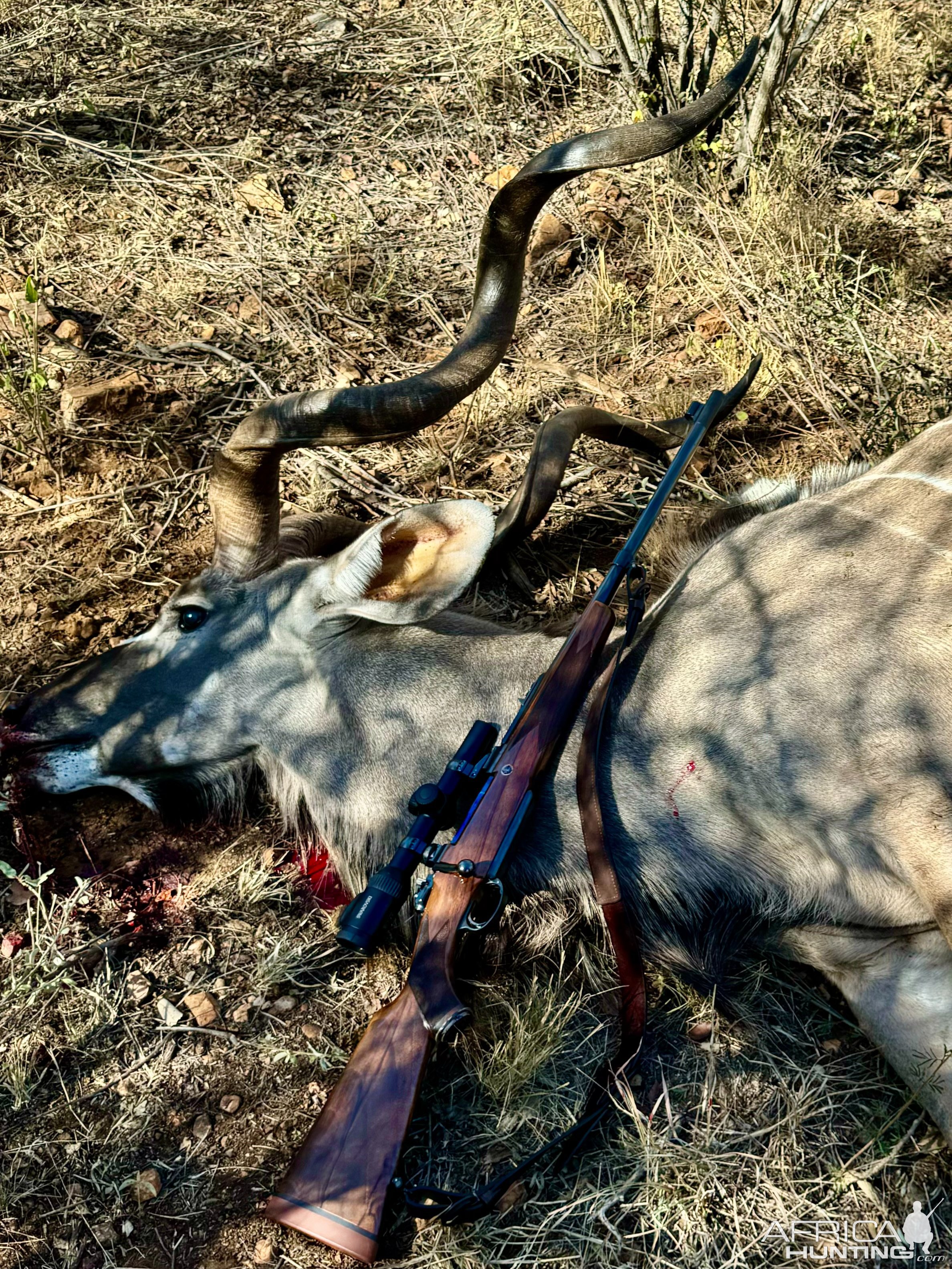 Hunting Kudu
