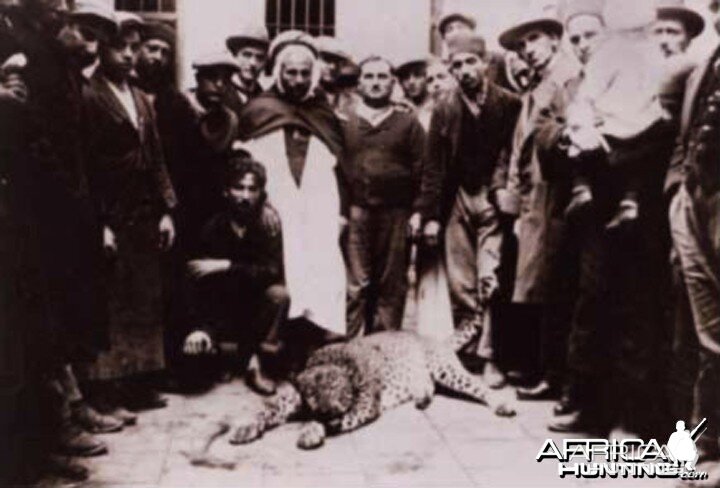 Hunting Leopard, Algeria circa 1930