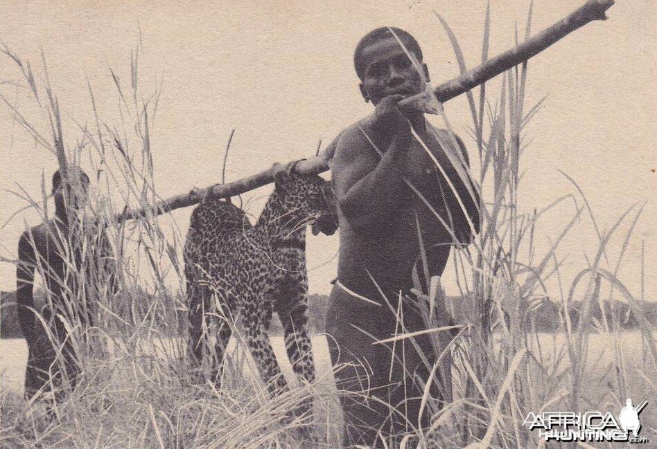 Hunting Leopard Congo