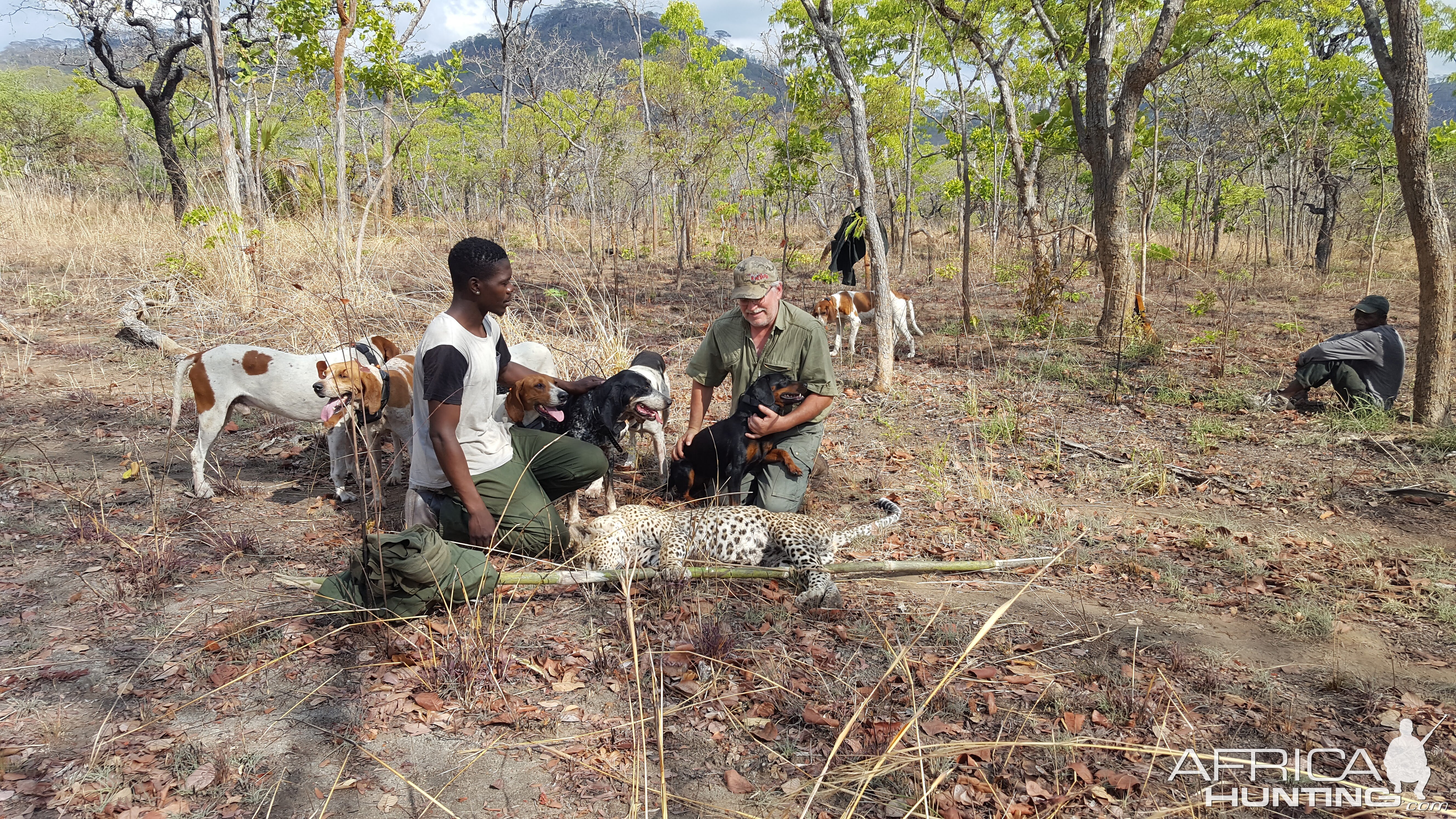 Hunting Leopard in Mozambique