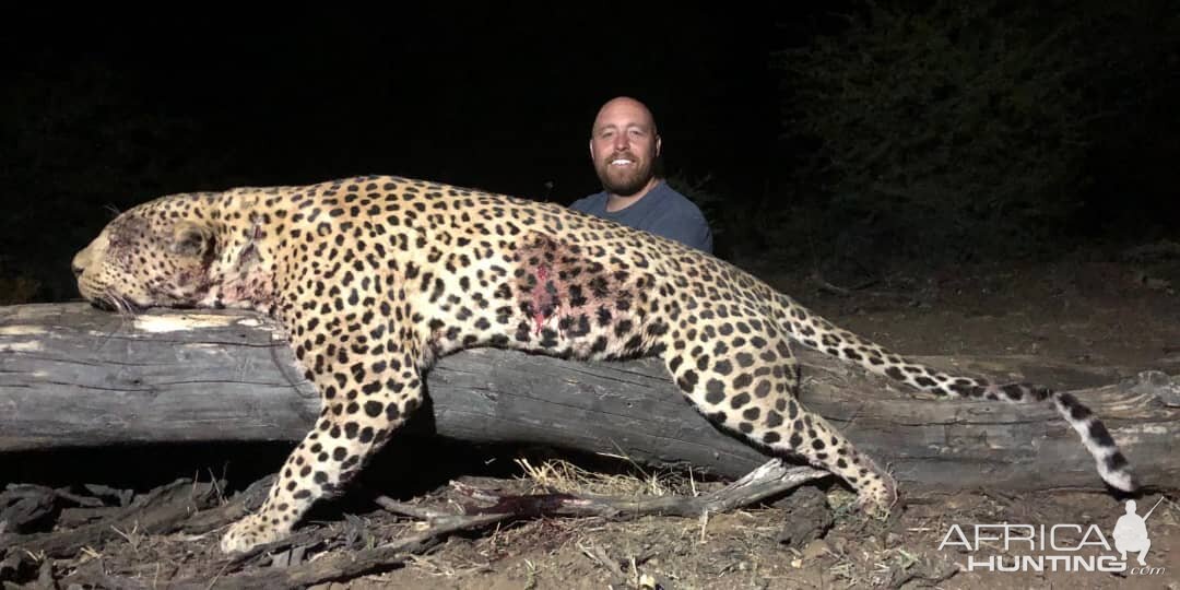 Hunting Leopard in Namibia