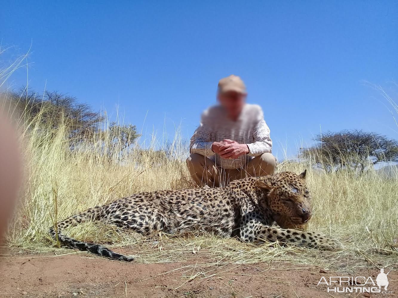 Hunting Leopard in Namibia