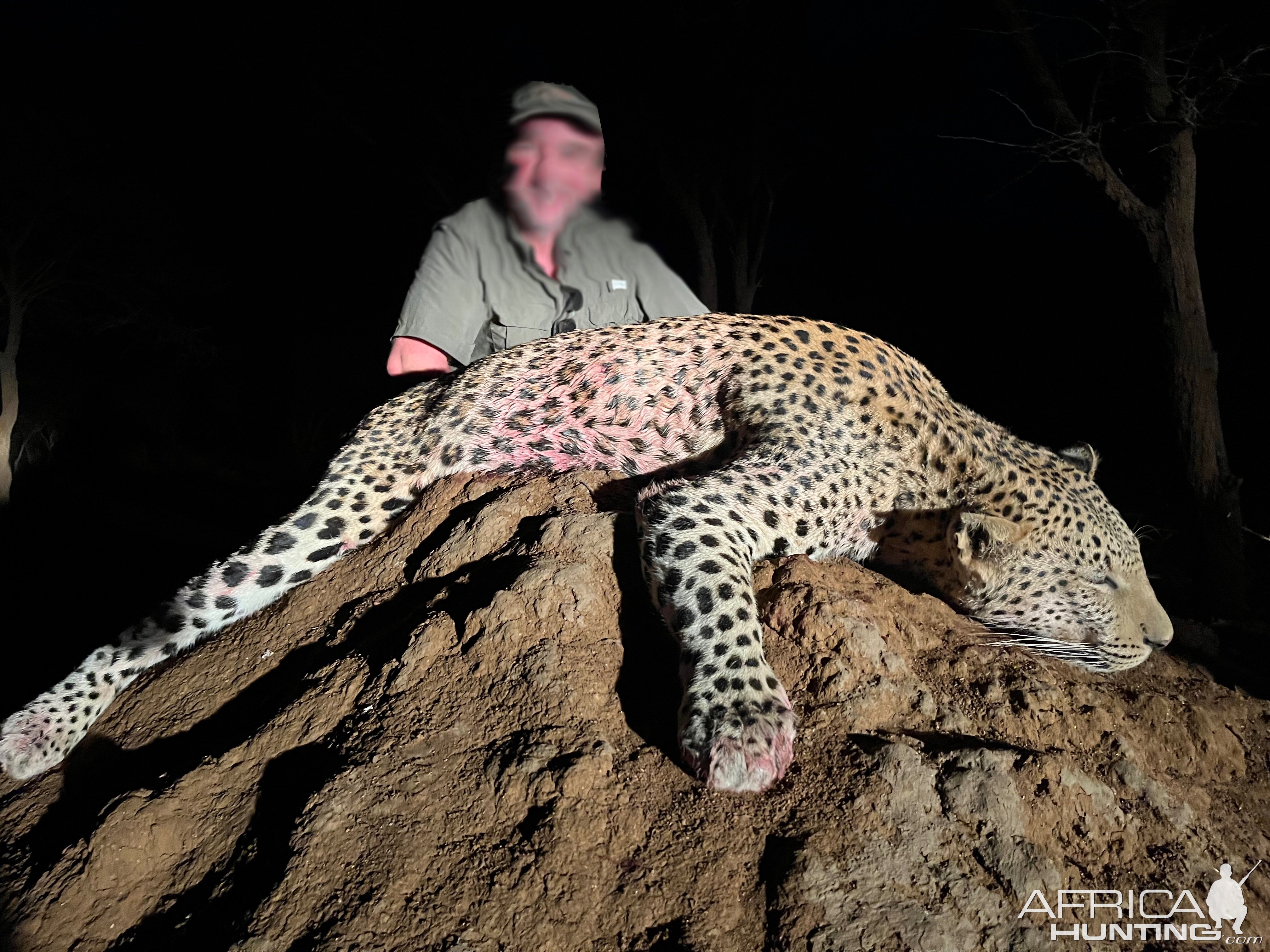 Hunting Leopard in Namibia