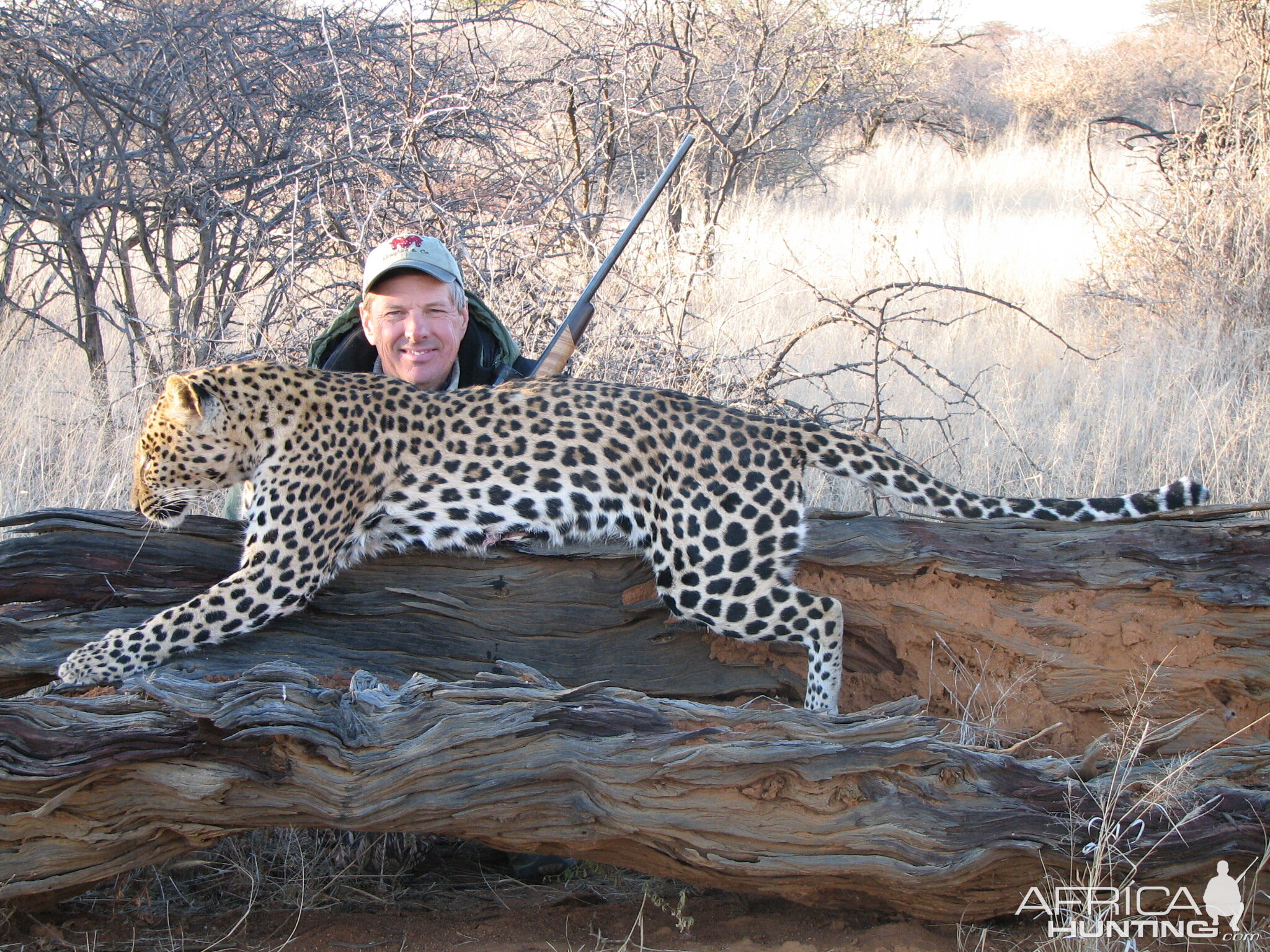 Hunting Leopard in Namibia