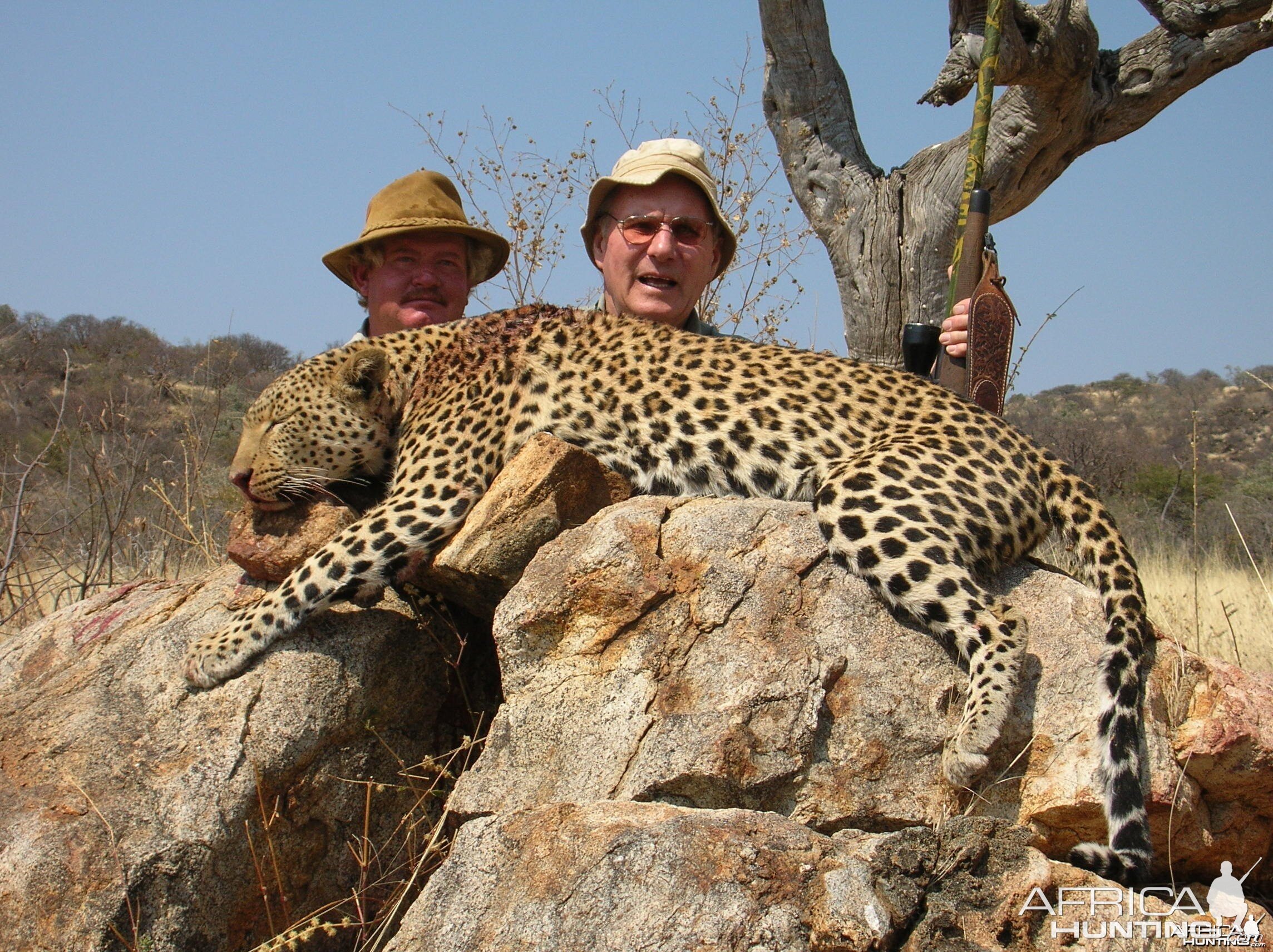 Hunting Leopard in Namibia