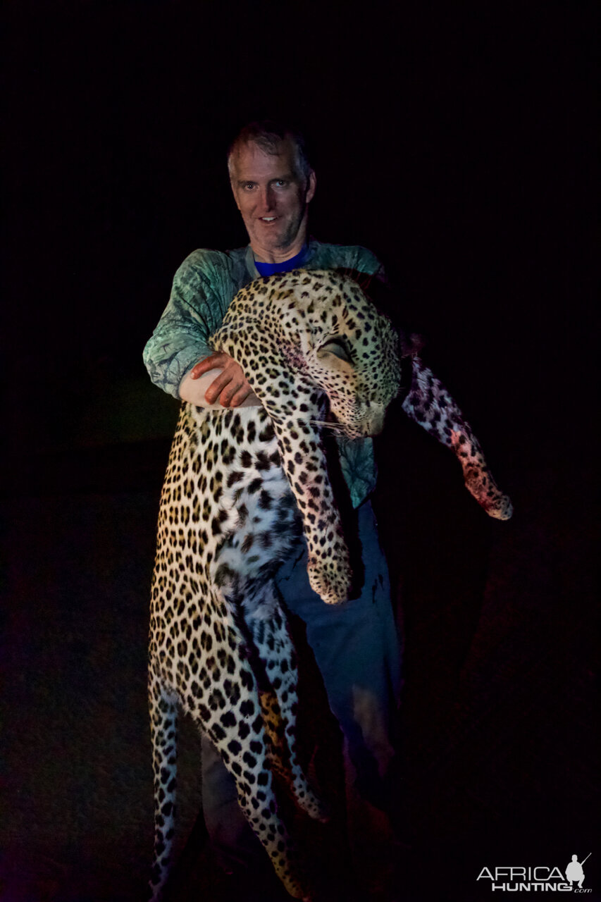 Hunting Leopard in Namibia