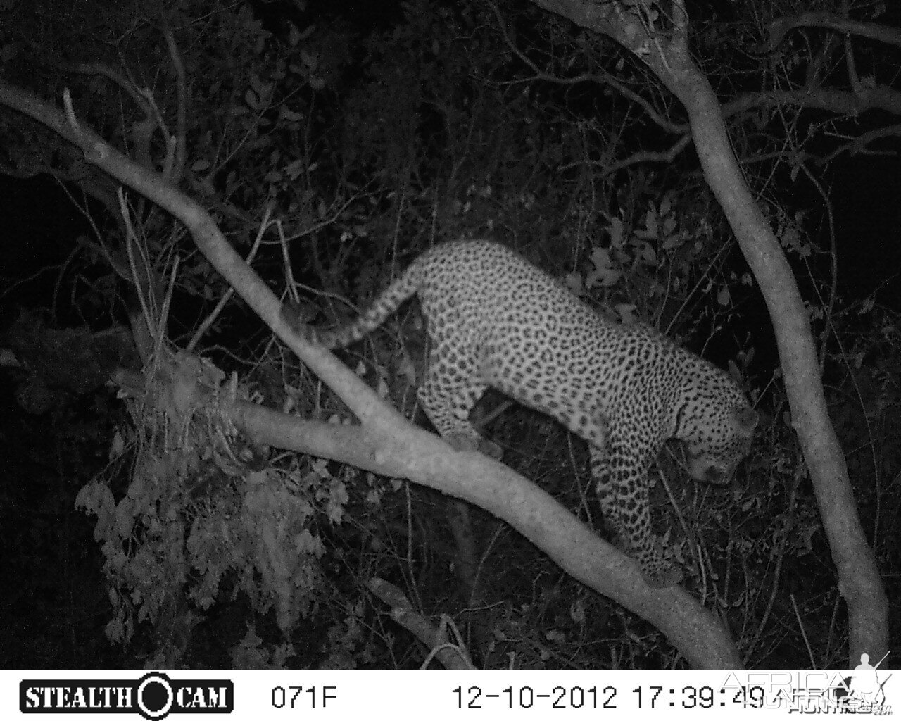 Hunting Leopard in Tanzania with Nathan Askew of Bullet Safaris