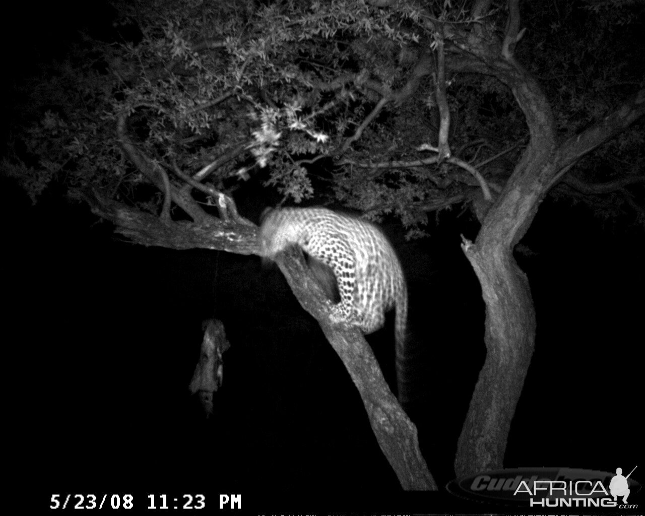 Hunting Leopard on Bait at Ozondjahe Safaris Namibia