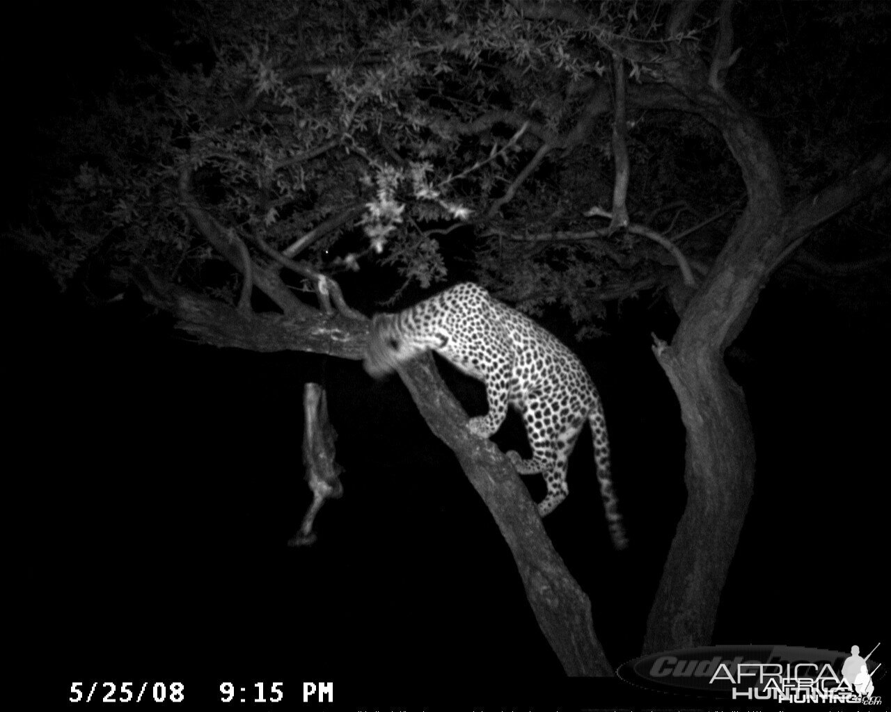 Hunting Leopard on Bait at Ozondjahe Safaris Namibia