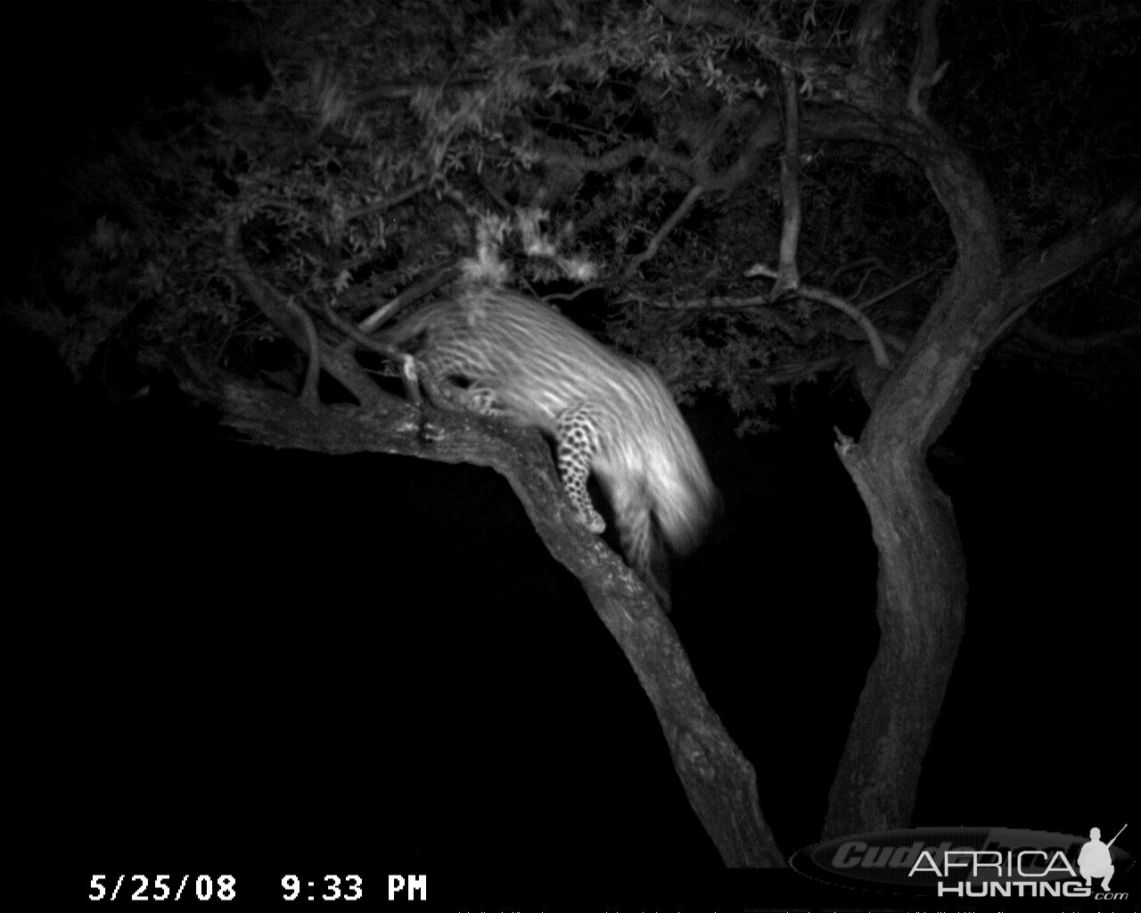 Hunting Leopard on Bait at Ozondjahe Safaris Namibia