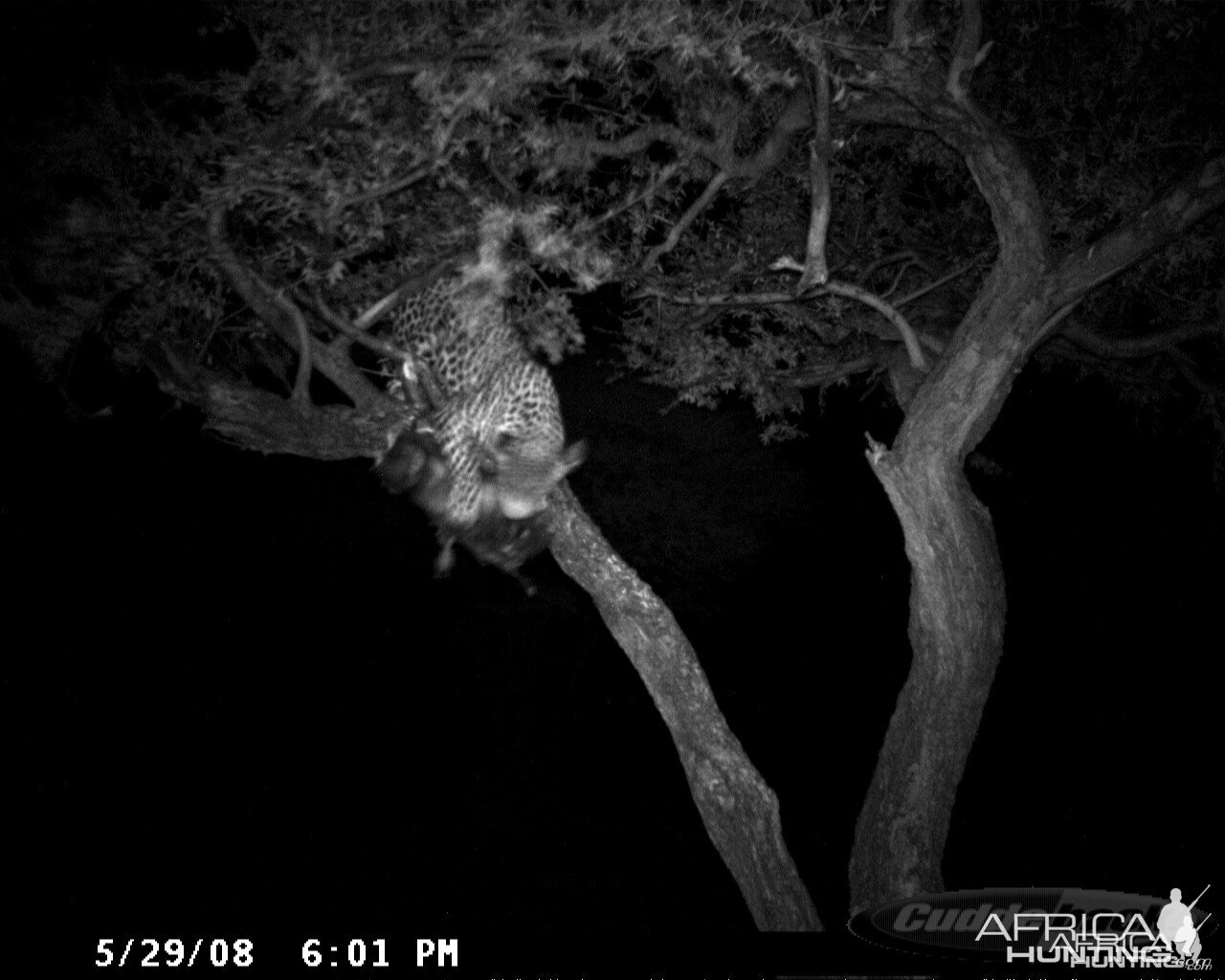 Hunting Leopard on Bait at Ozondjahe Safaris Namibia