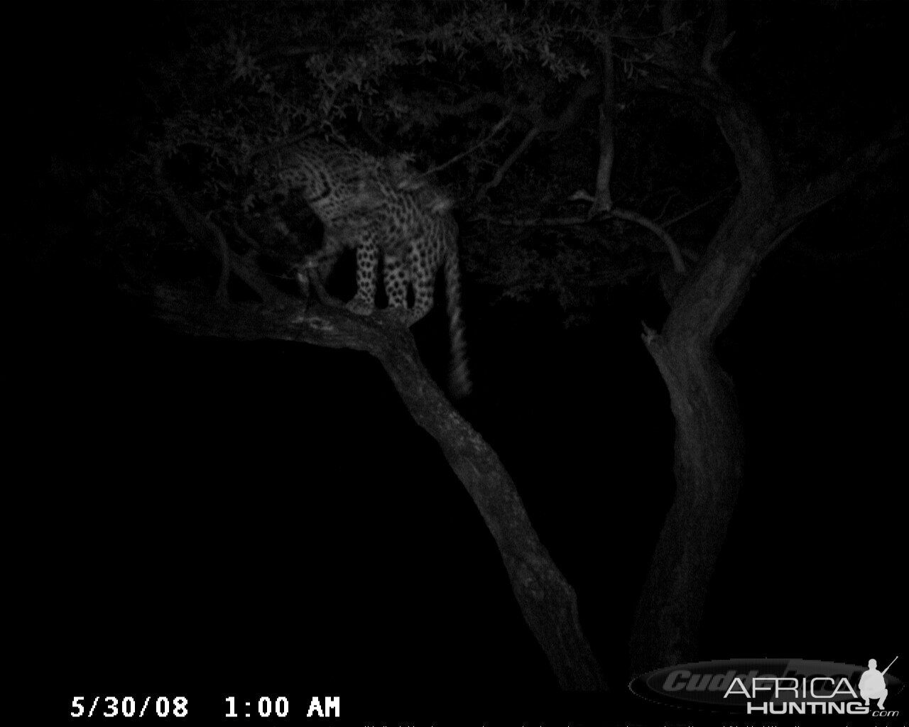 Hunting Leopard on Bait at Ozondjahe Safaris Namibia