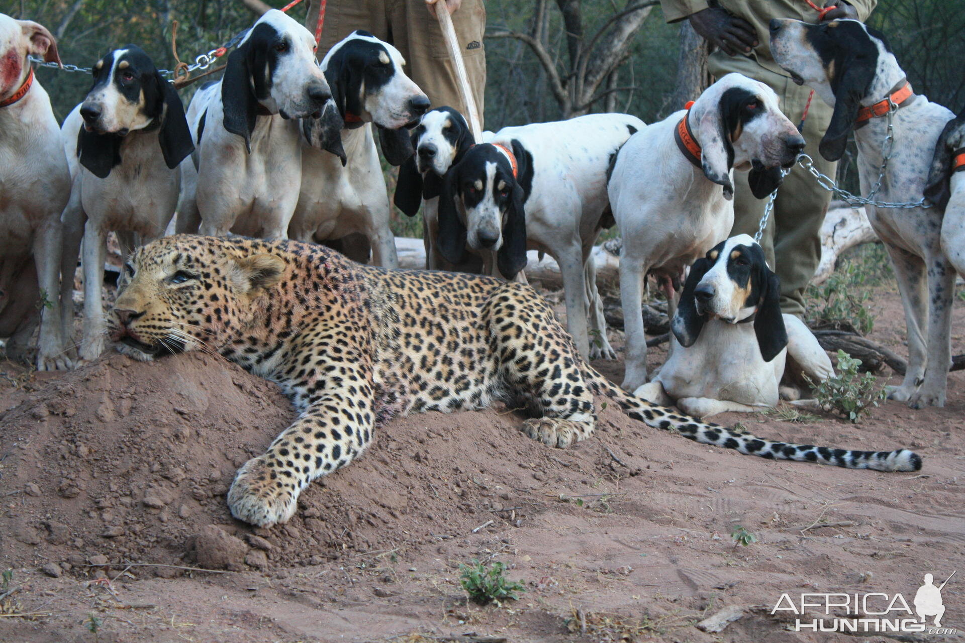 Hunting Leopard with Hounds