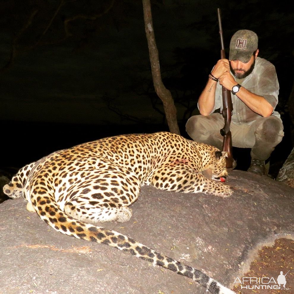 Hunting Leopard