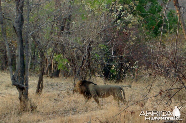 Hunting Lion Zambia