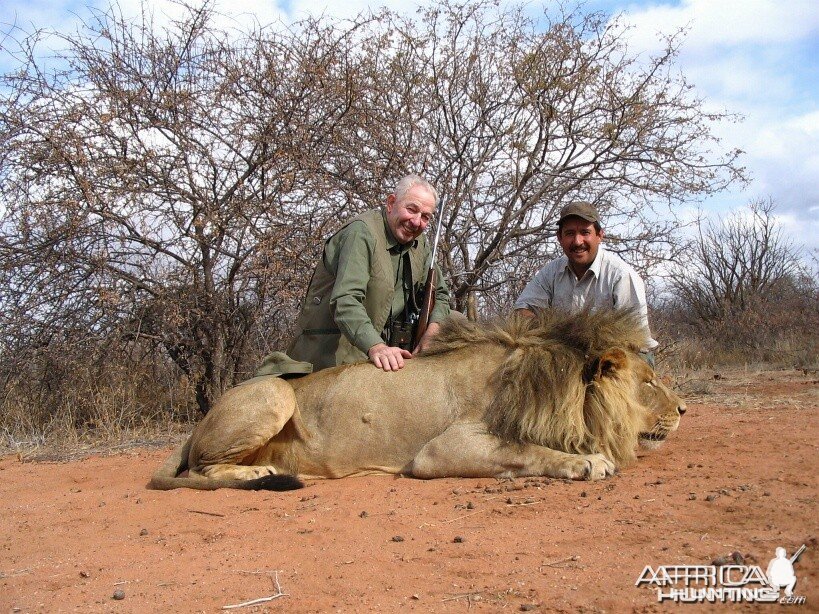 Hunting Lion