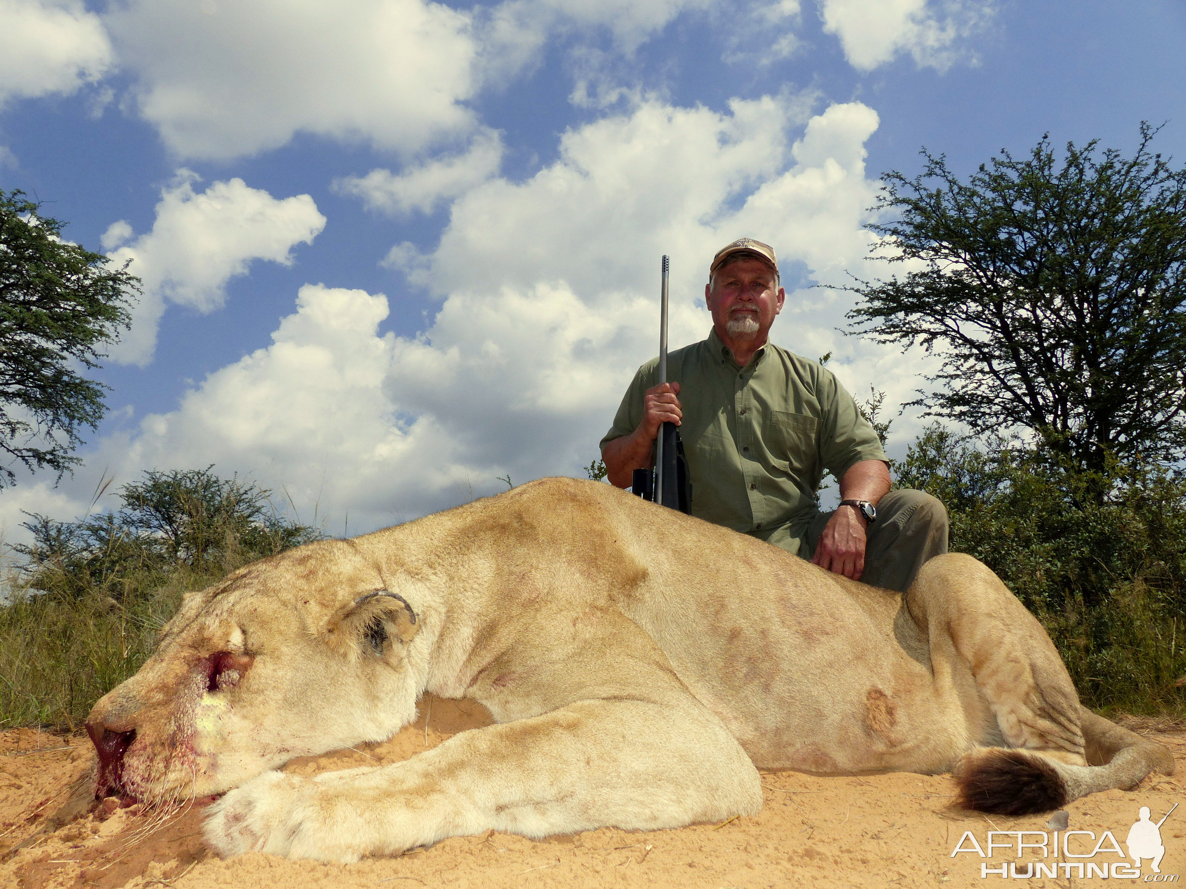 Hunting Lioness in South Africa