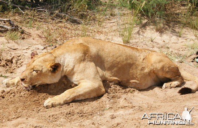 Hunting Lioness with Cheetau Safaris