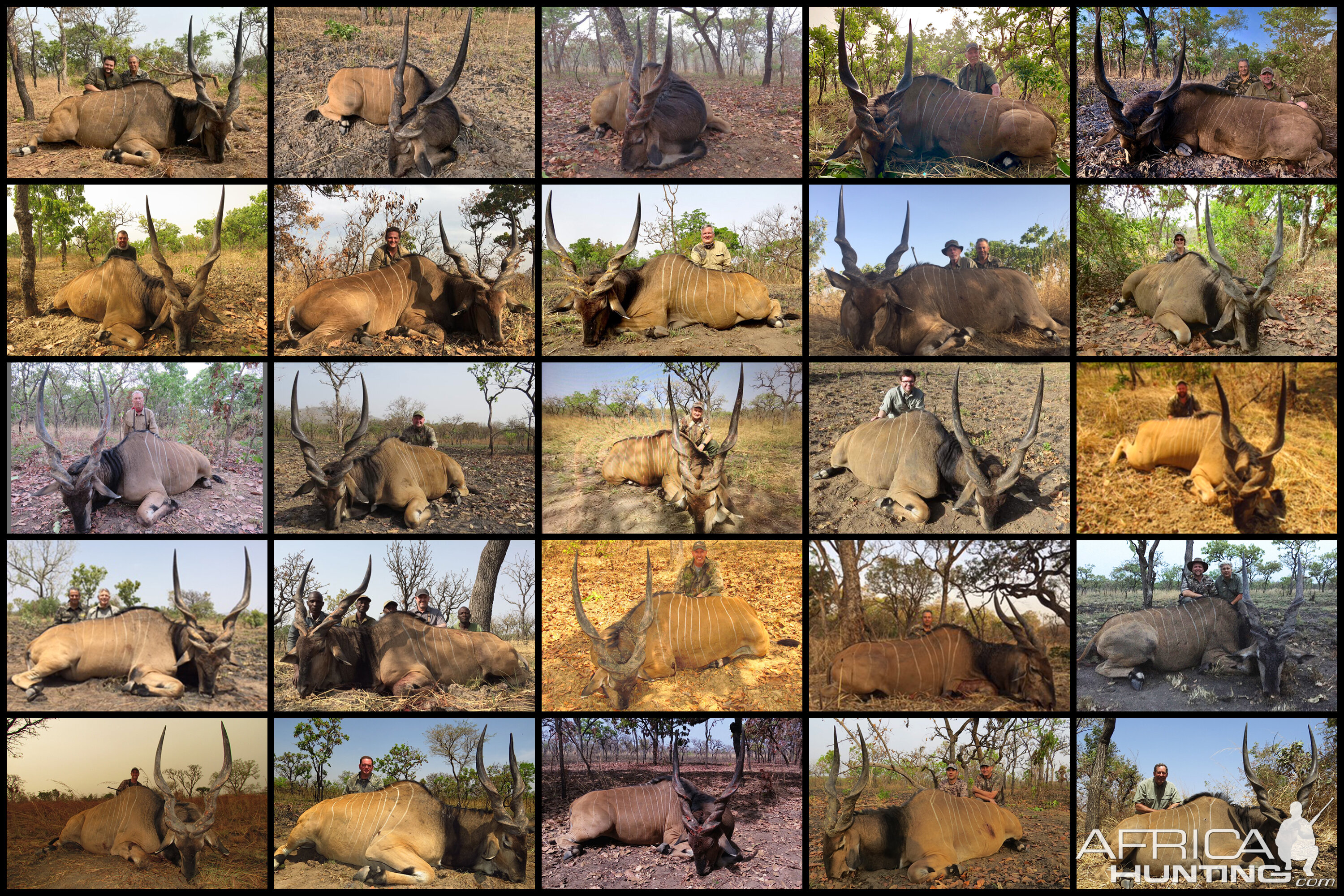 Hunting Lord Derby Eland in Cameroon