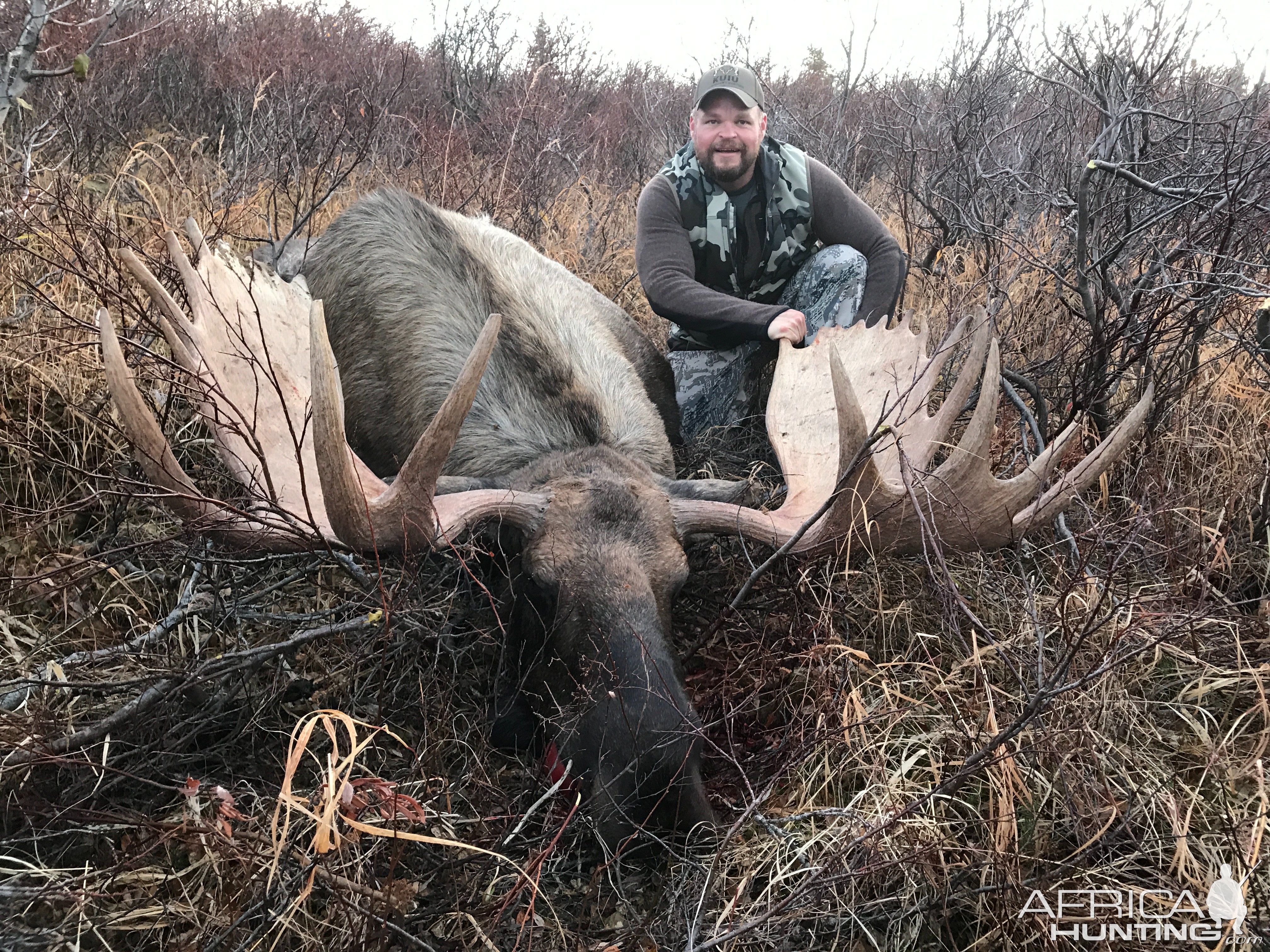 Hunting Moose Alaska