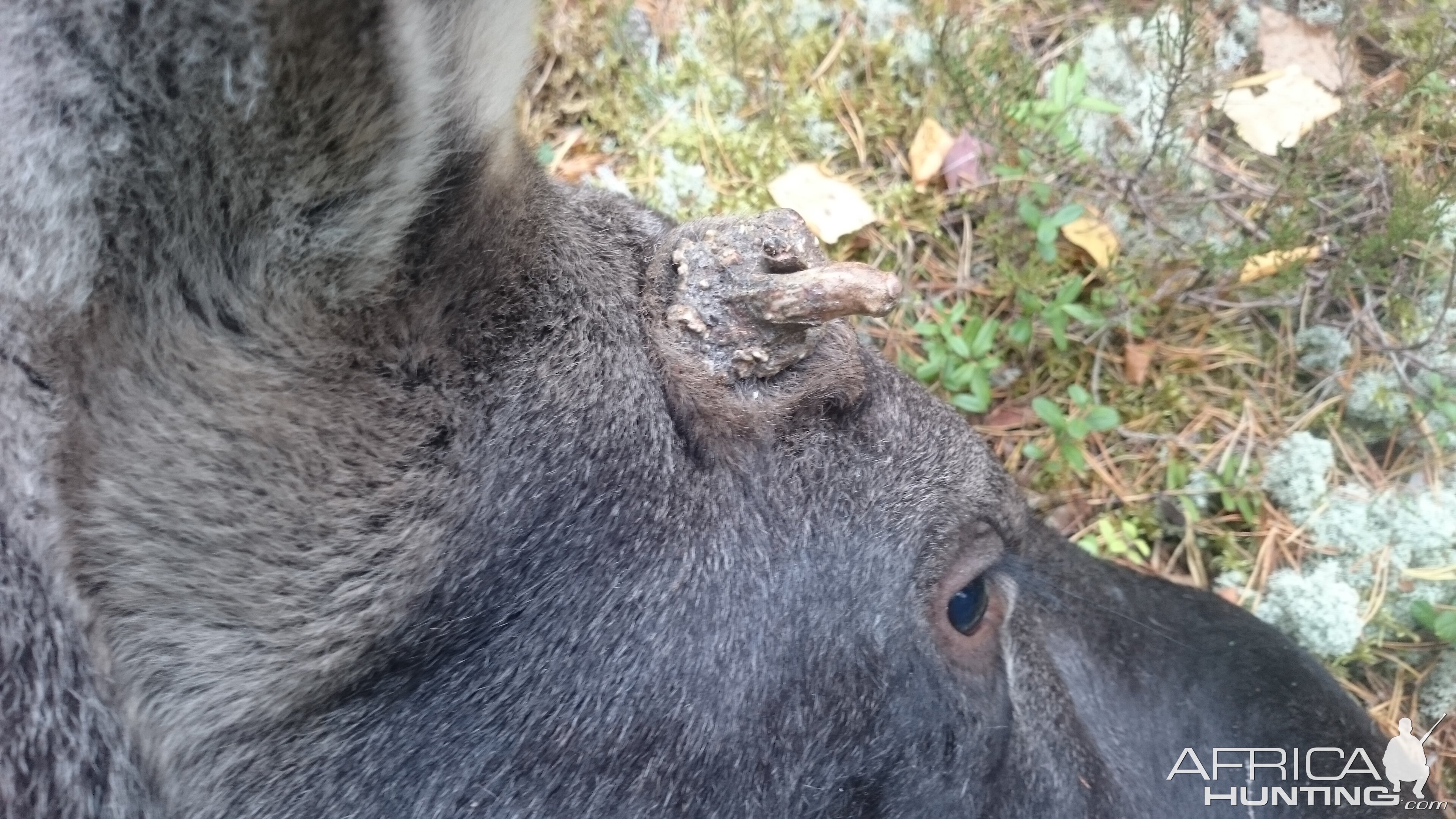 Hunting Moose in Sweden