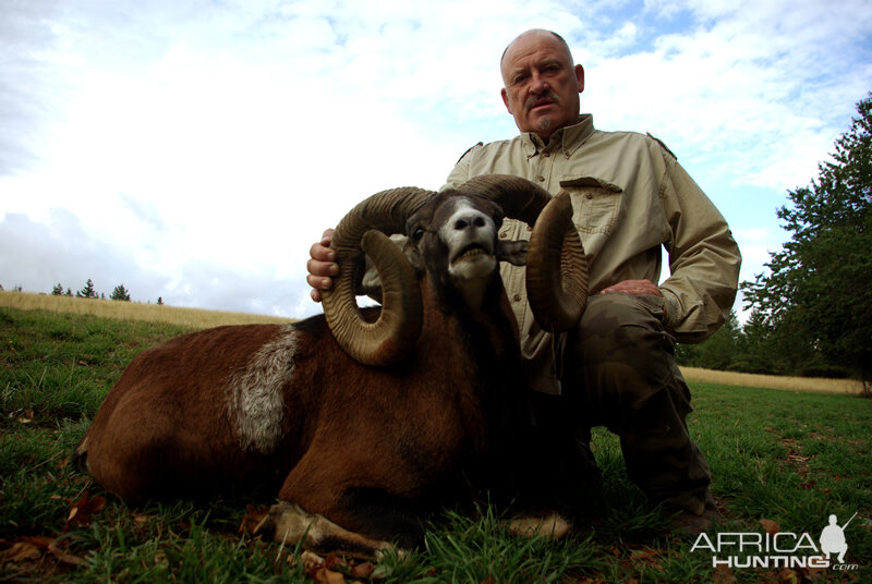 Hunting Mouflon France