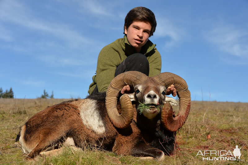 Hunting Mouflon in France