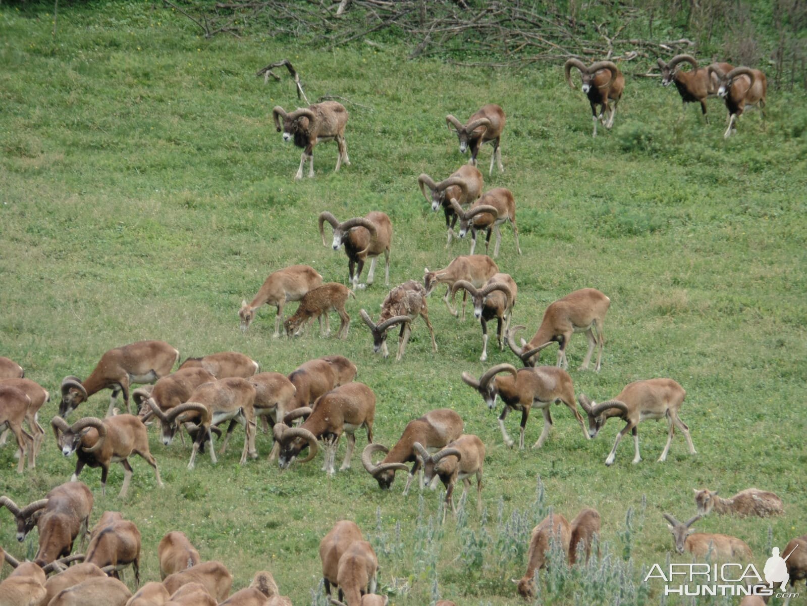 Hunting Mouflon in Hungary