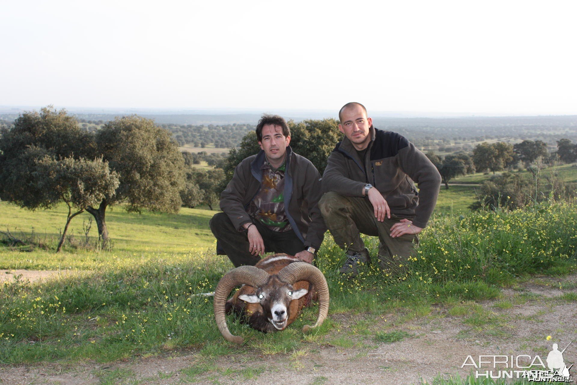 Hunting Mouflon in Spain