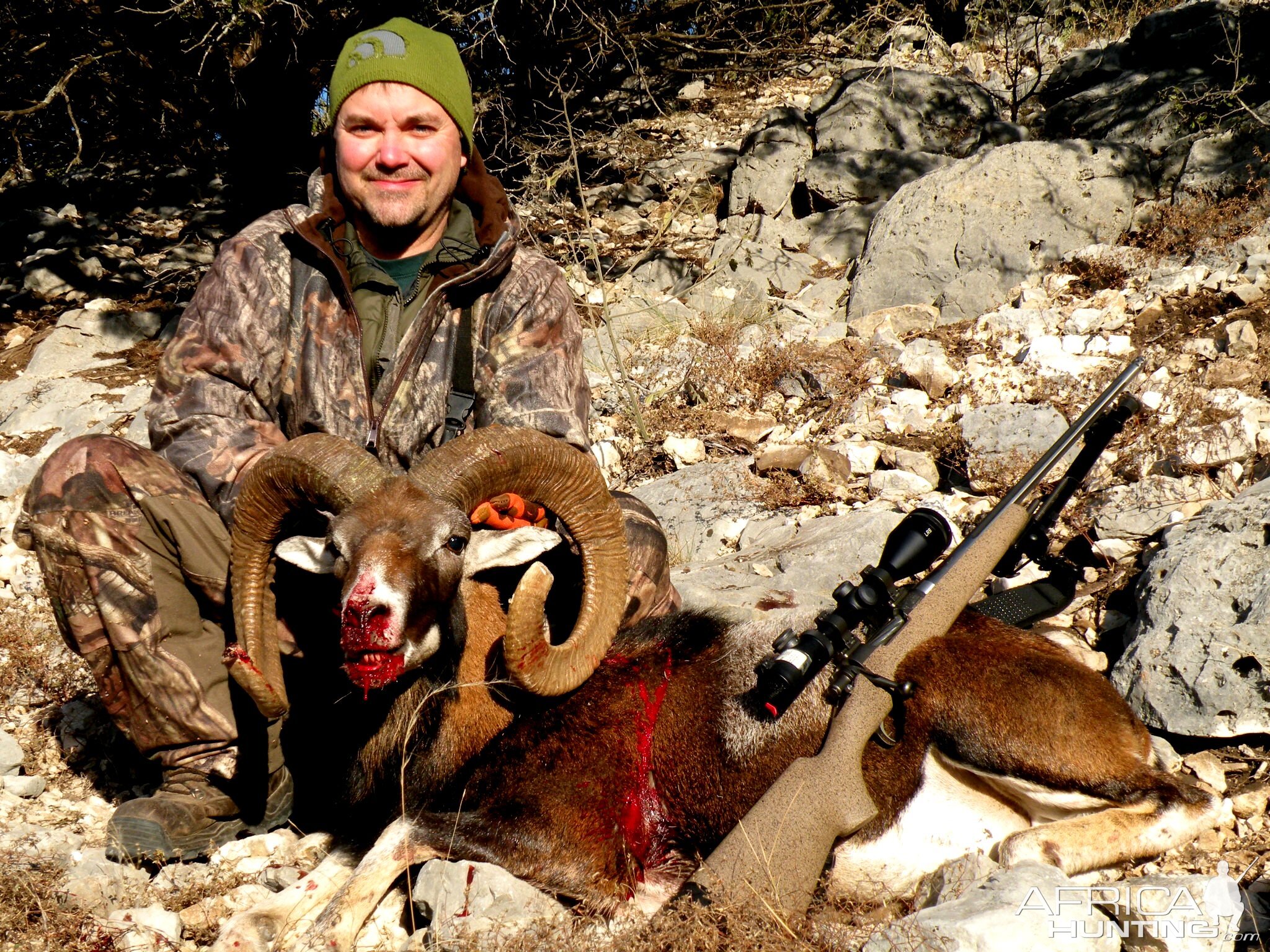 Hunting Mouflon