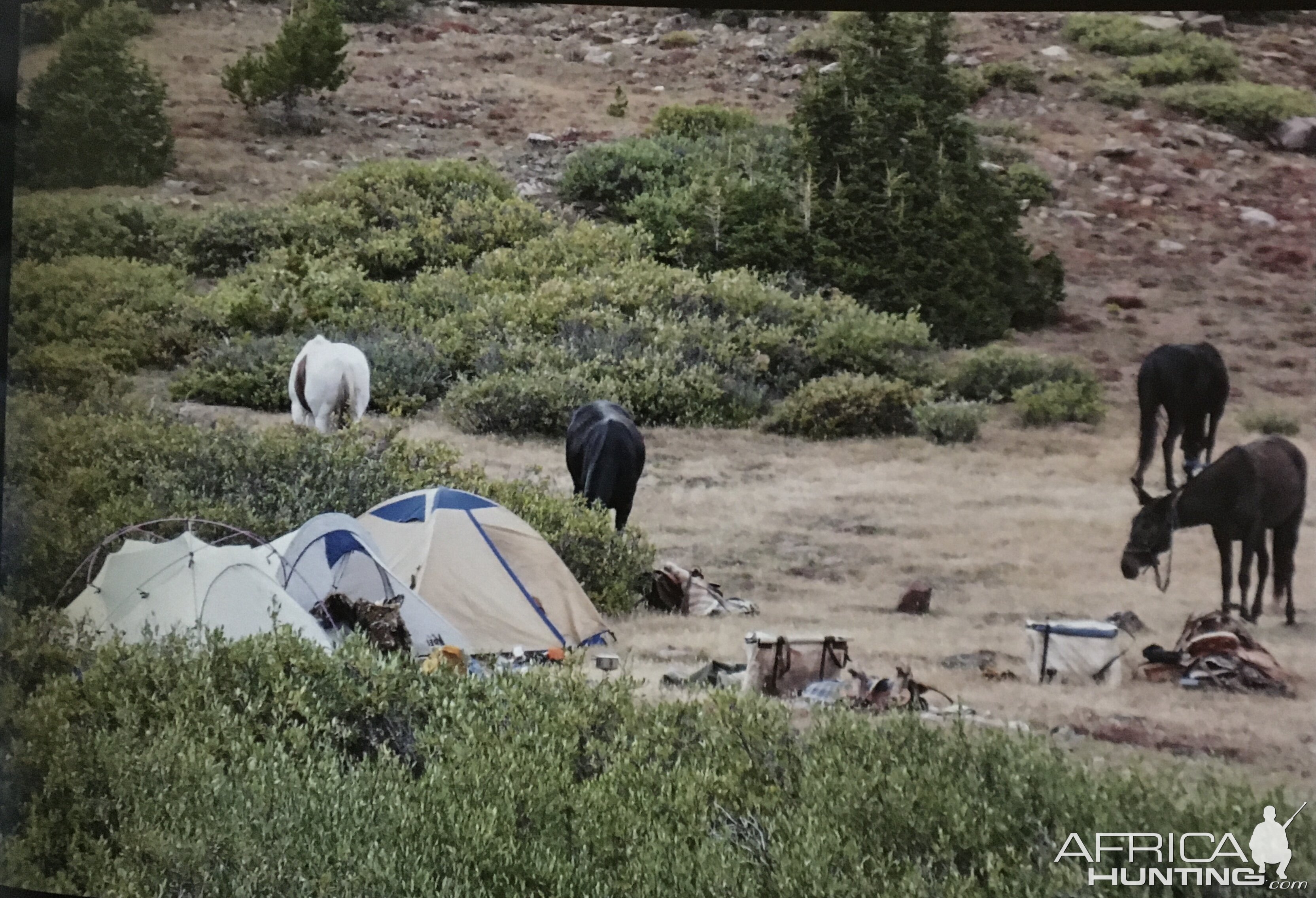 Hunting Mountain Goat in USA