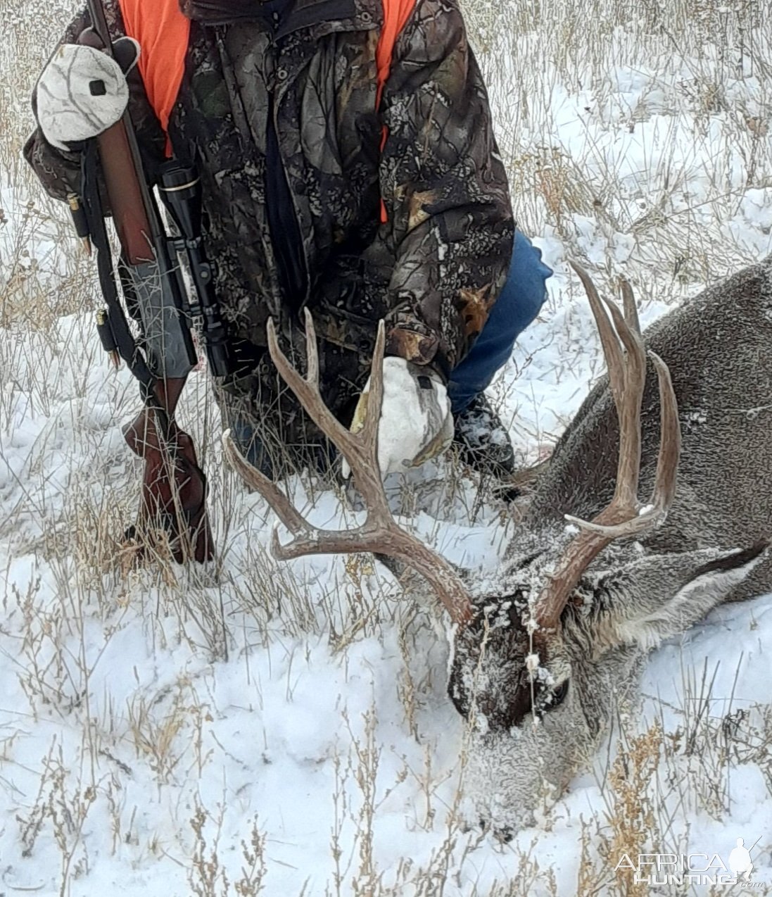 Hunting Mule Deer