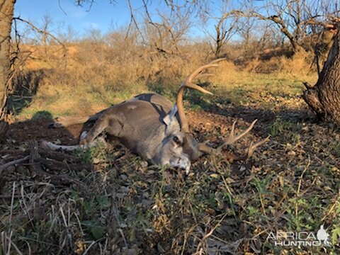 Hunting Mule Deer