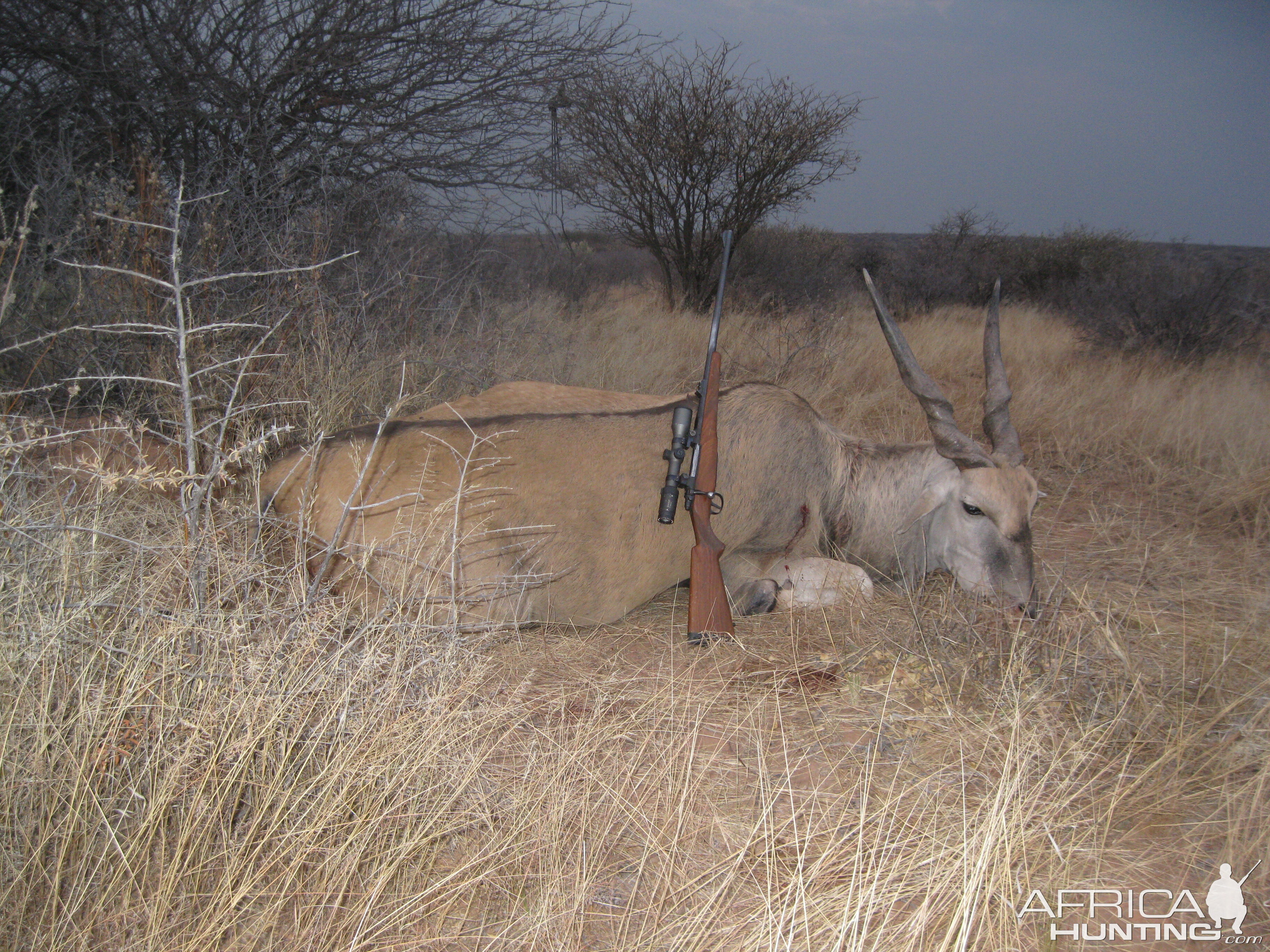 Hunting Namibia Eland