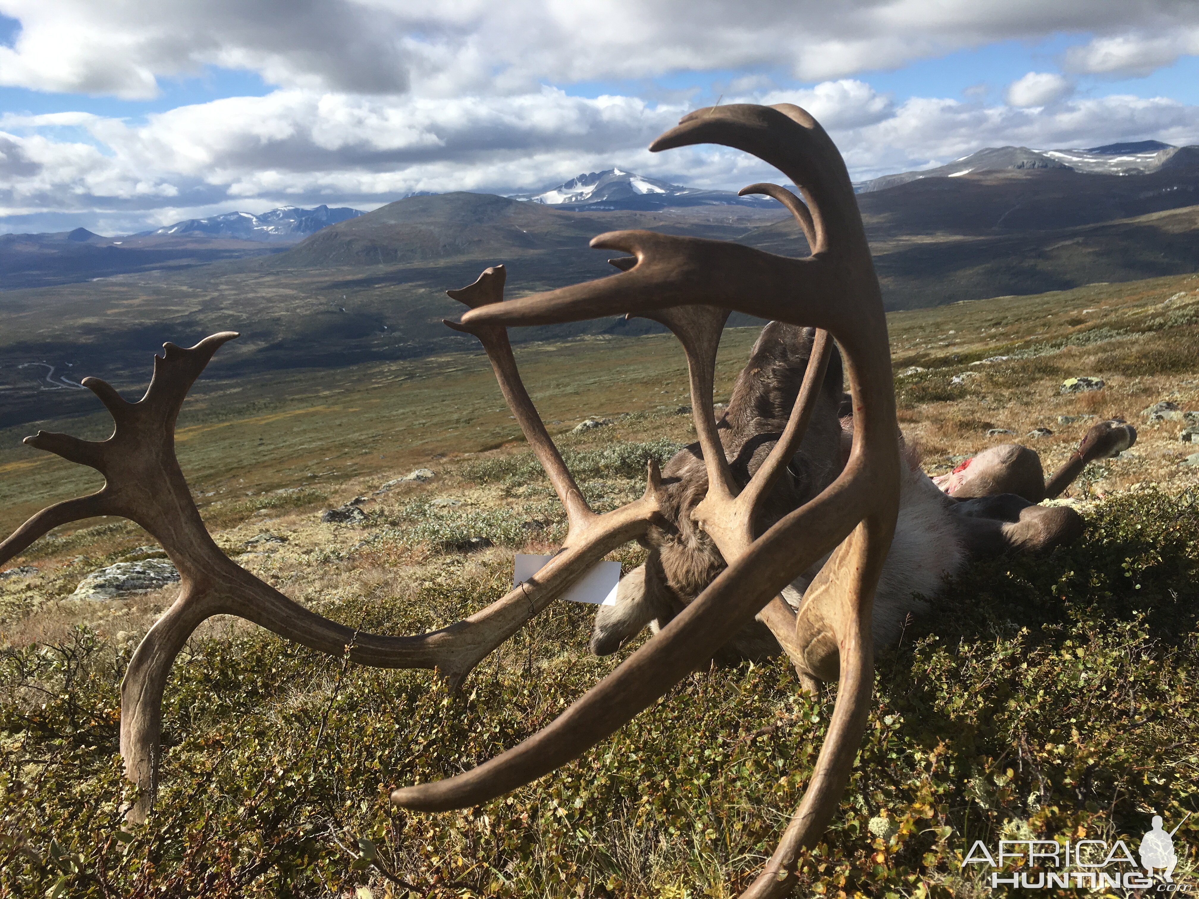 Hunting Norway Reindeer