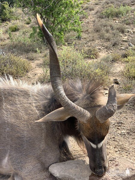 Hunting Nyala in South Africa