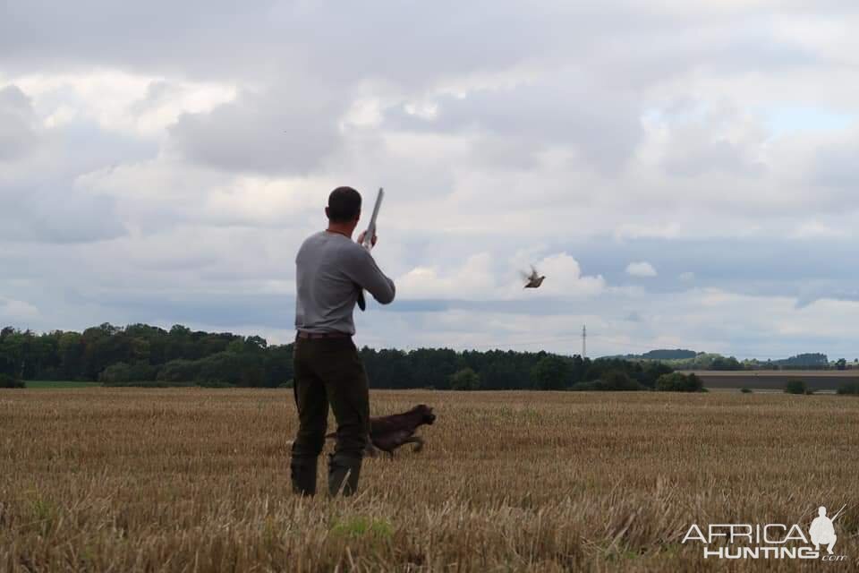 Hunting over a Pointing dog