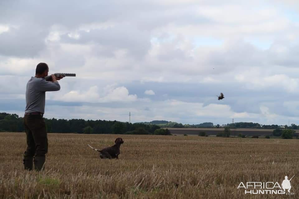 Hunting over a Pointing dog