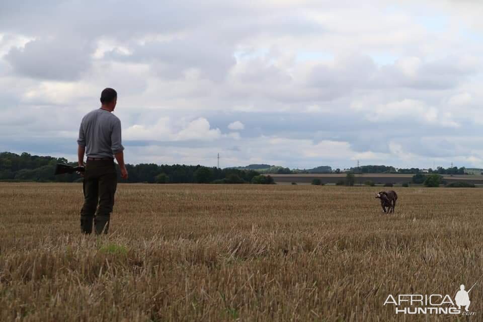 Hunting over a Pointing dog