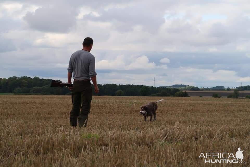Hunting over a Pointing dog