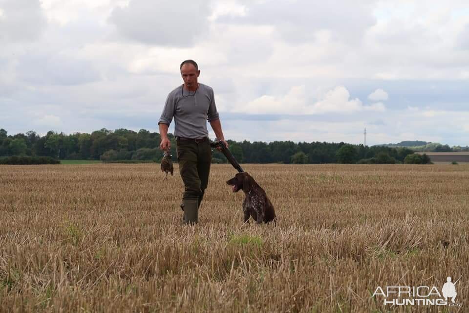 Hunting over a Pointing dog