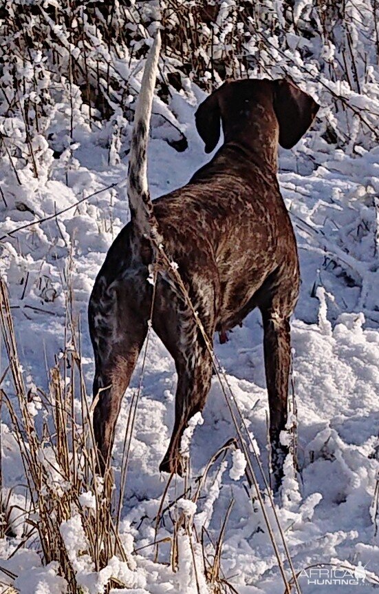 Hunting over pointing dogs