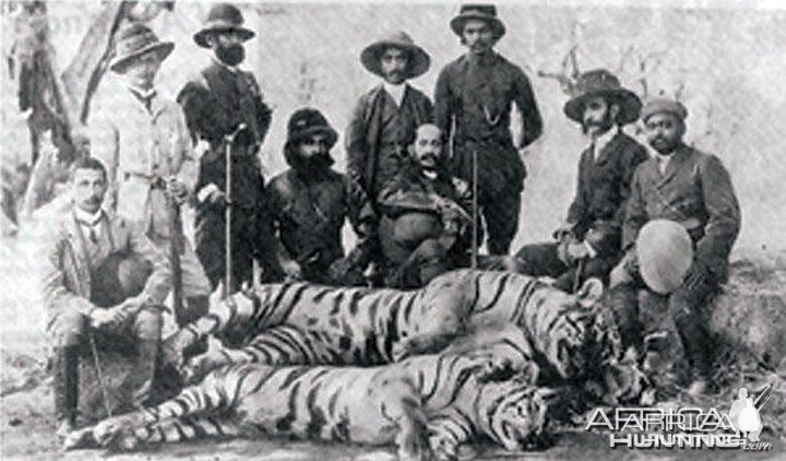 Hunting party in India with five Tigers