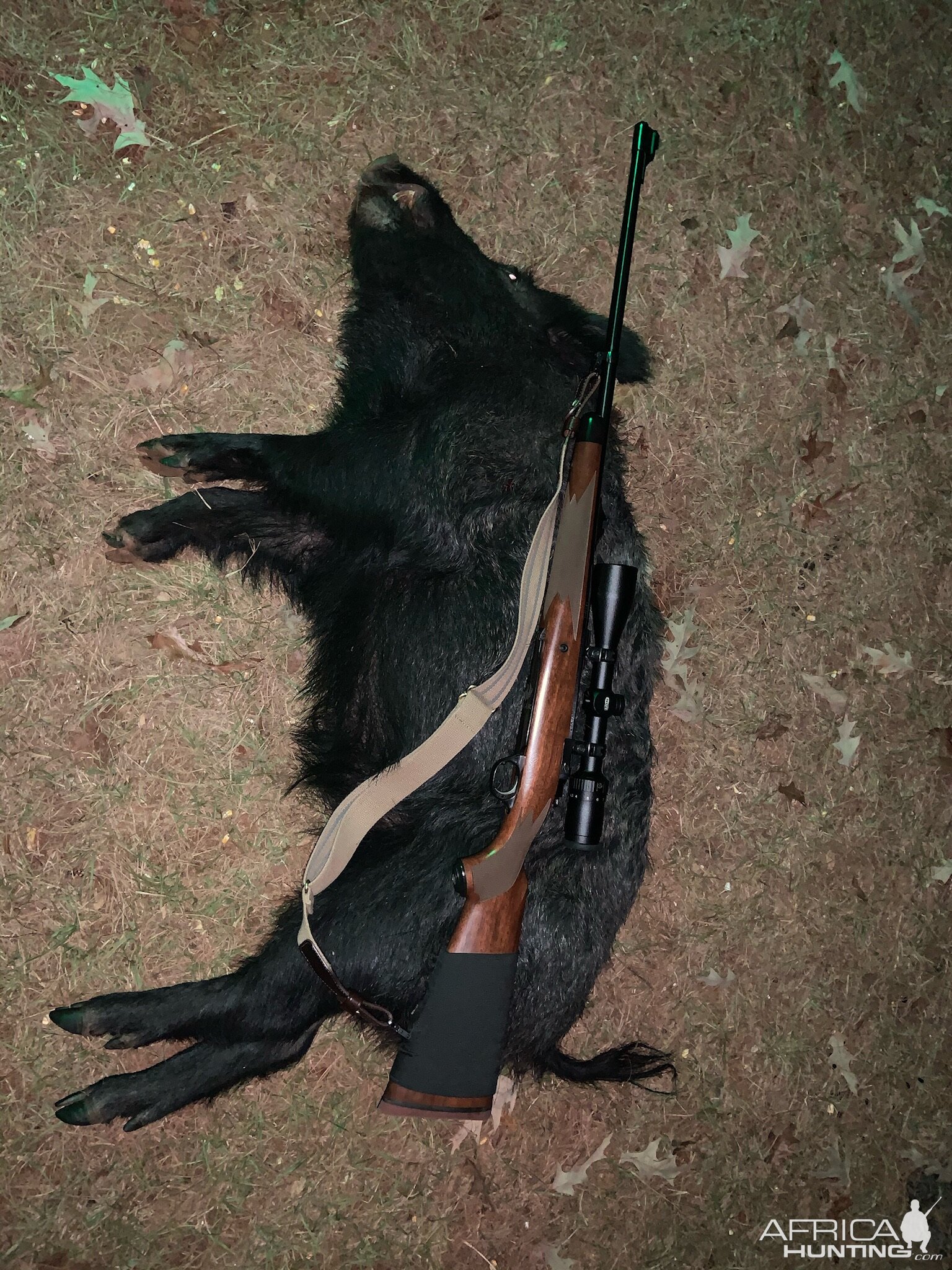 Hunting Pigs in Texas USA