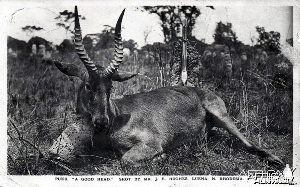 Hunting Puku in Rhodesia ca 1919