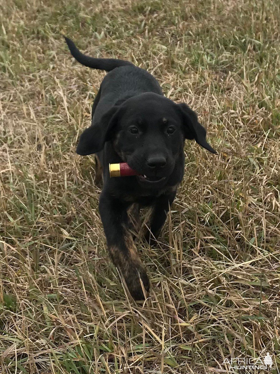Hunting Puppy in Training